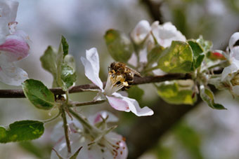 Apfelblüte mit Carnica Biene