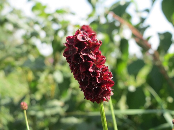 Großer Wiesenknopf
